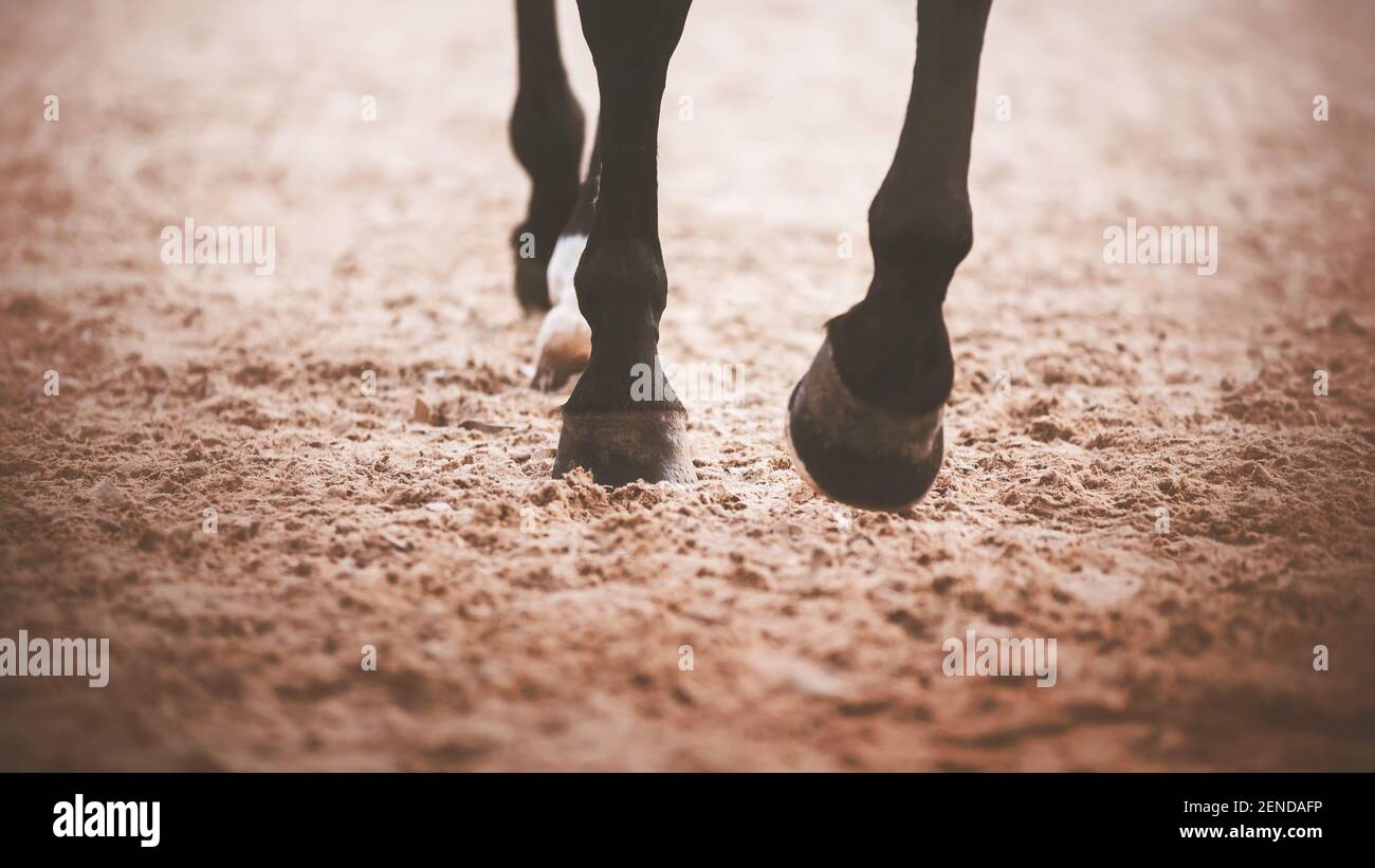 Ein schwarzes Pferd tritt seine Hufe auf den Sand in einer Freiluftarena in der Ausbildung für Reitsportwettkämpfe. Reitsport. Stockfoto