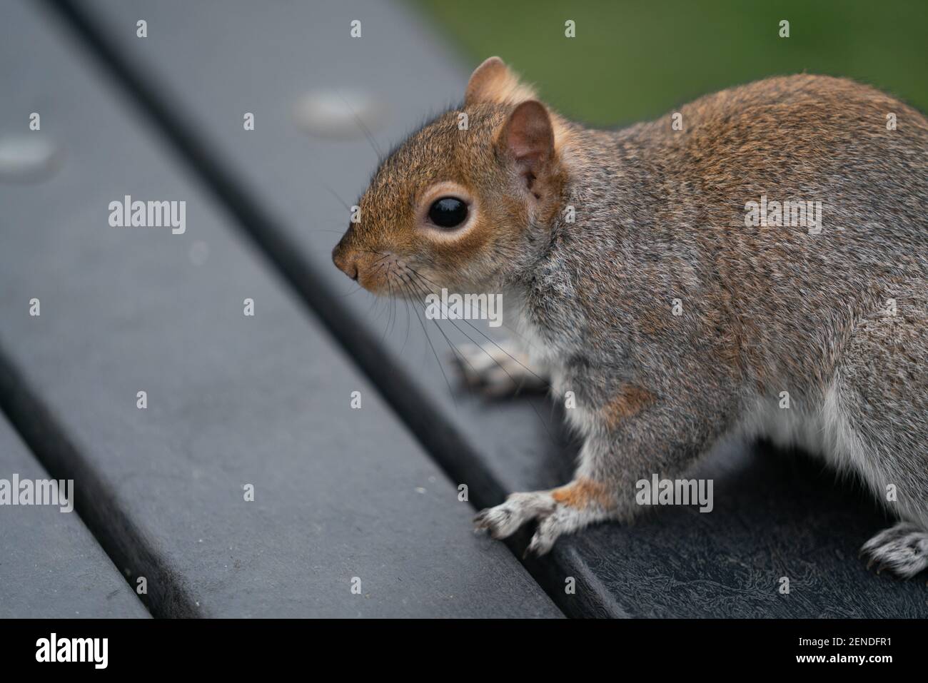 Eichhörnchen auf einer Parkbank Stockfoto