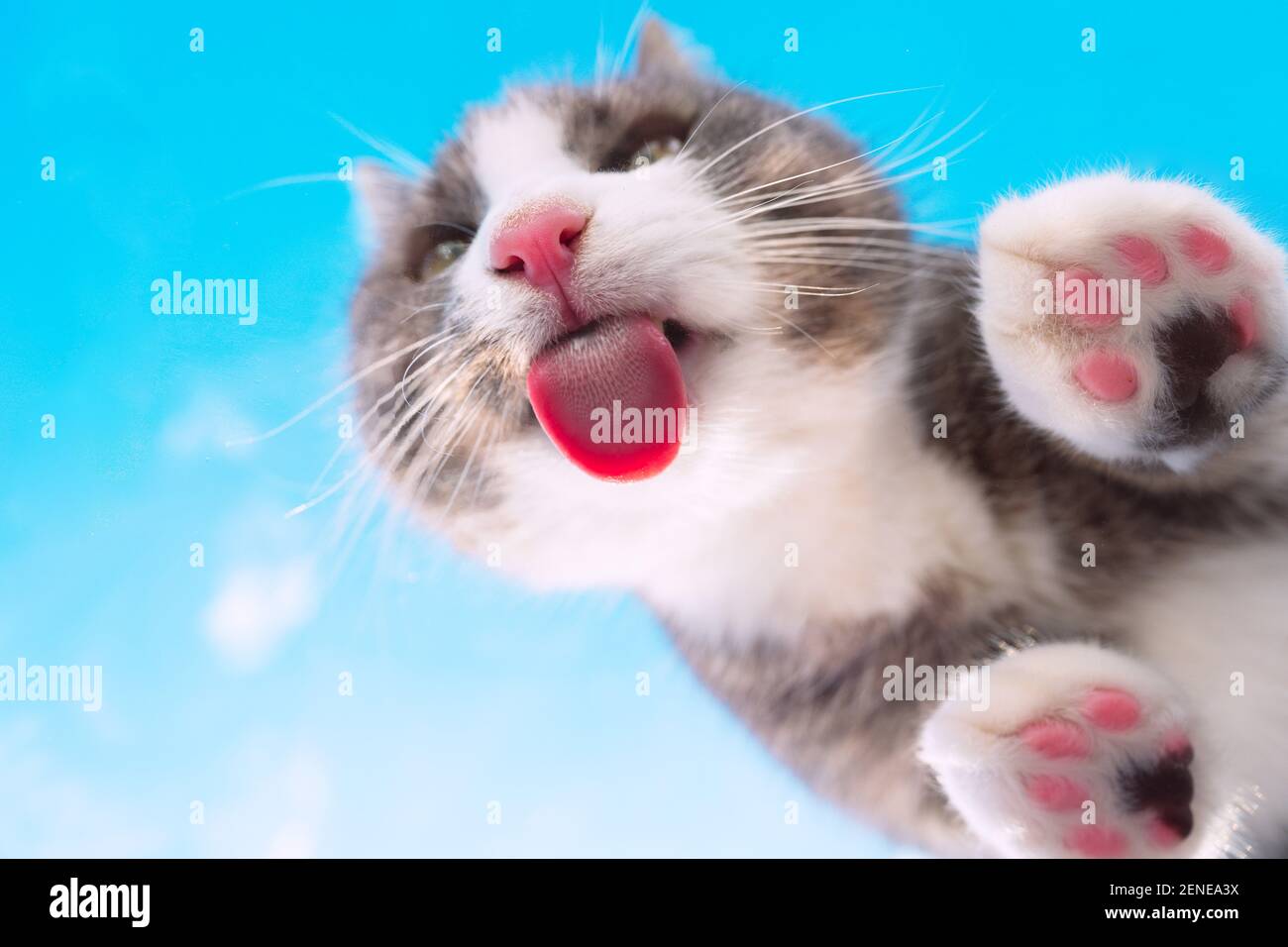 Lustige Katze mit rosa Nase leckt unsichtbares Glas auf einem Blauer Himmel Hintergrund Stockfoto