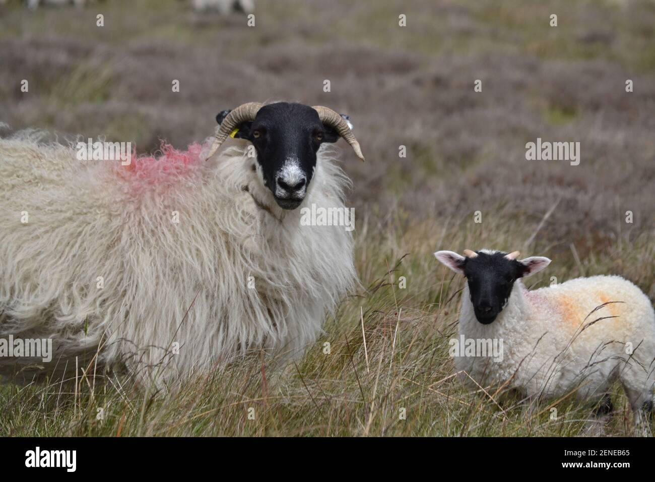 Wilde Schafe Und Lamm Auf North Yorkshire Moors - Land - Moor - Gras - Lila Grau - Lang Weiß Wolle - Schwarze Gesichter - Hörner - Yorkshire UK Stockfoto