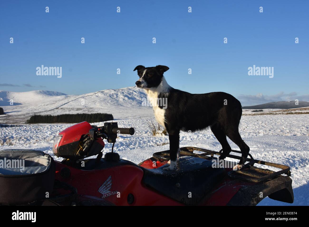 HONDA auf dem Bauernhof Stockfoto