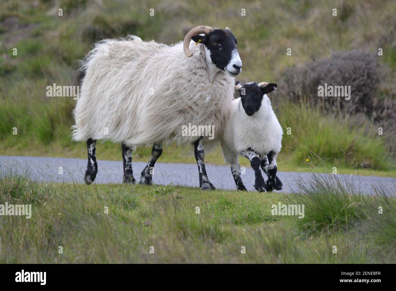 Wilde Schafe Und Lamm Auf North Yorkshire Moors - Land - Moor - Gras - Lila Grau - Lang Weiß Wolle - Schwarze Gesichter - Hörner - Yorkshire UK Stockfoto