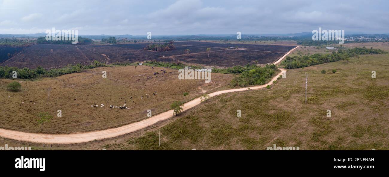 Panorama-Drohne Luftaufnahme der Entwaldung im Amazonas-Regenwald, illegale Waldbrand für Viehweiden Bauernhof, Feldweg. Konzept der Ökologie Stockfoto