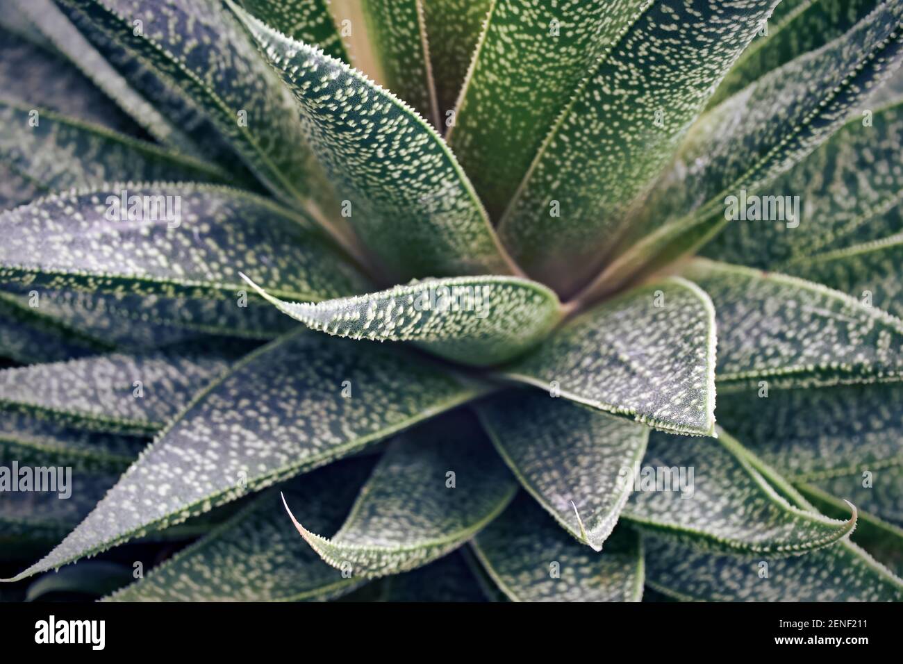 Gattung aloe -Fotos und -Bildmaterial in hoher Auflsung  Alamy
