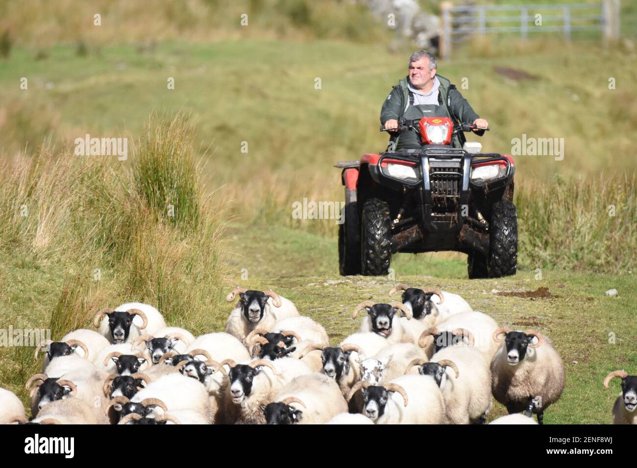 Landwirt & Hund bewegen Schafe mit HONDA ATV Stockfoto