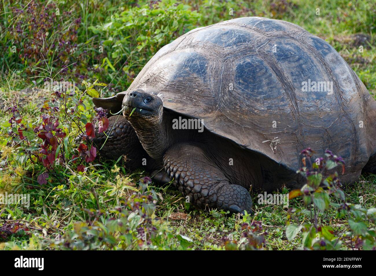 galapagos-riesenschildkr-te-essen-vegetation-close-up-reptil-tier