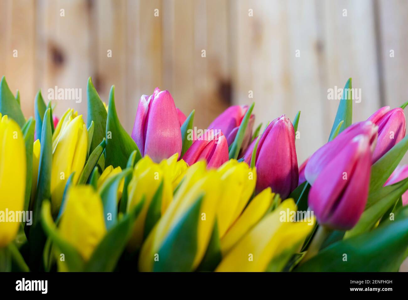 Ein riesiges Bouquet von gelb-lila Tulpen. Frühlingsblumen. Nahaufnahme Stockfoto