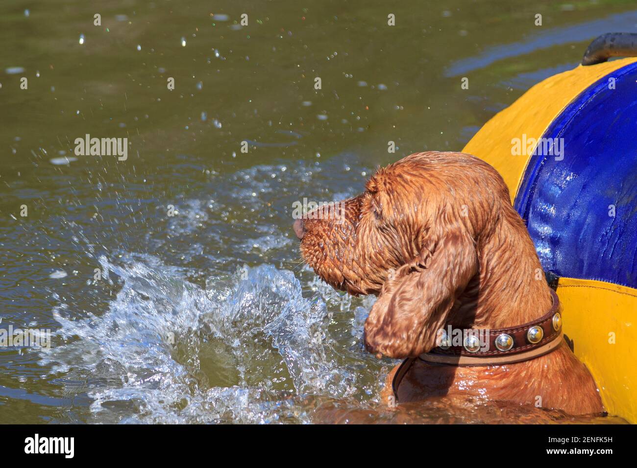 Der Hund spielt im Wasser. Das Tier badet im Fluss. Zufrieden trifft das Wasser mit seinen Pfoten. Heißer Sommer Stockfoto