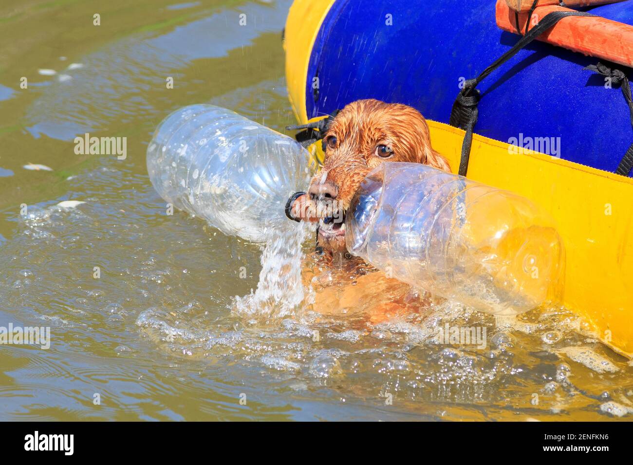 Der Hund spielt im Wasser. Das Tier badet im Fluss. Zufrieden trägt zwei Flaschen im Mund. Heißer Sommer Stockfoto