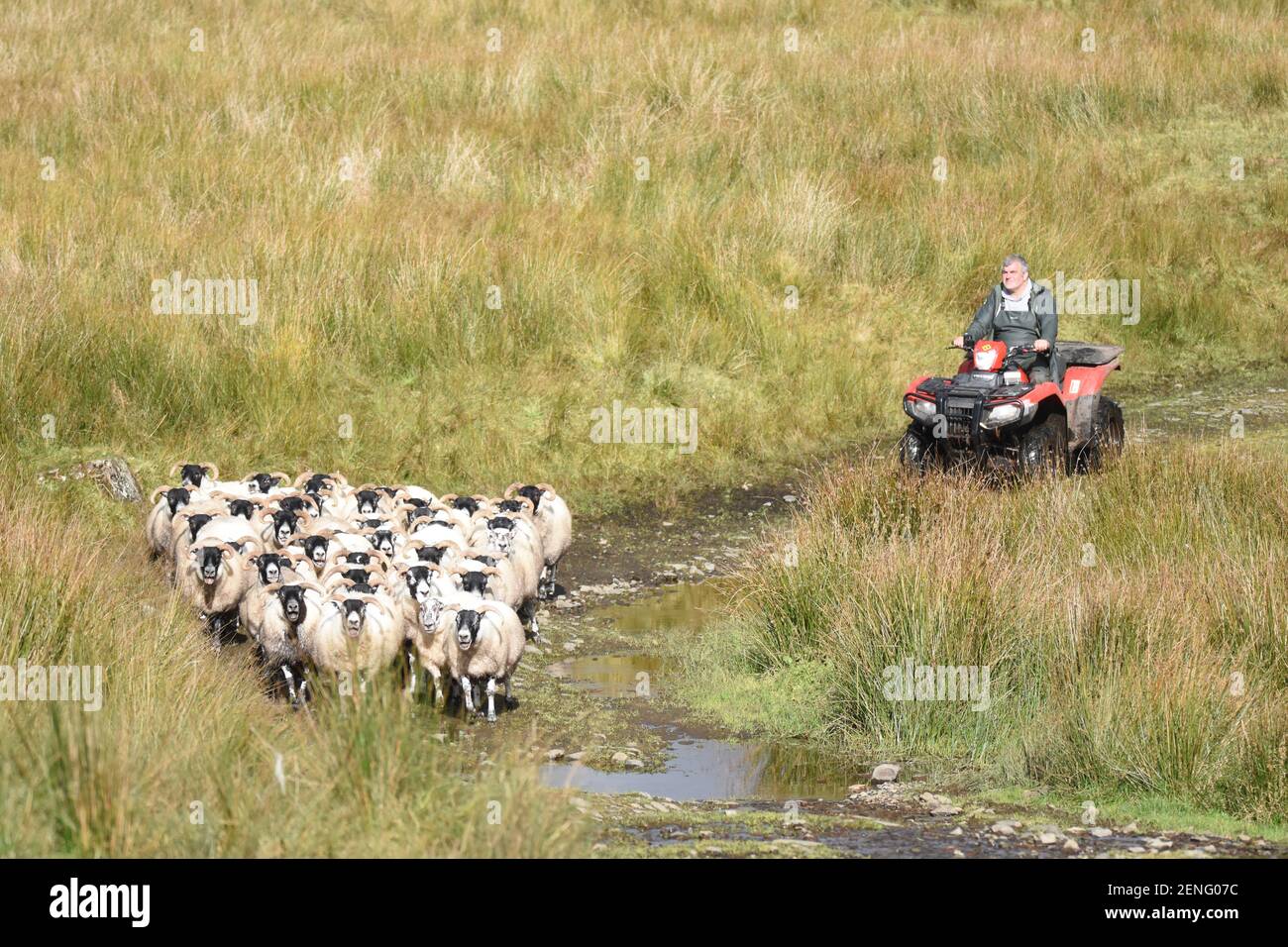 Landwirt & Hund bewegen Schafe mit HONDA ATV Stockfoto
