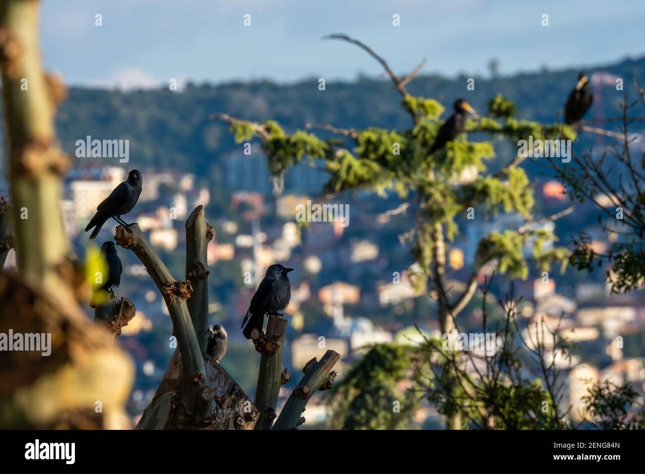 Westliche Dohlen (lateinischer Name: Corvus monedula) auf einem Baum mit Blick auf die Stadt Stockfoto