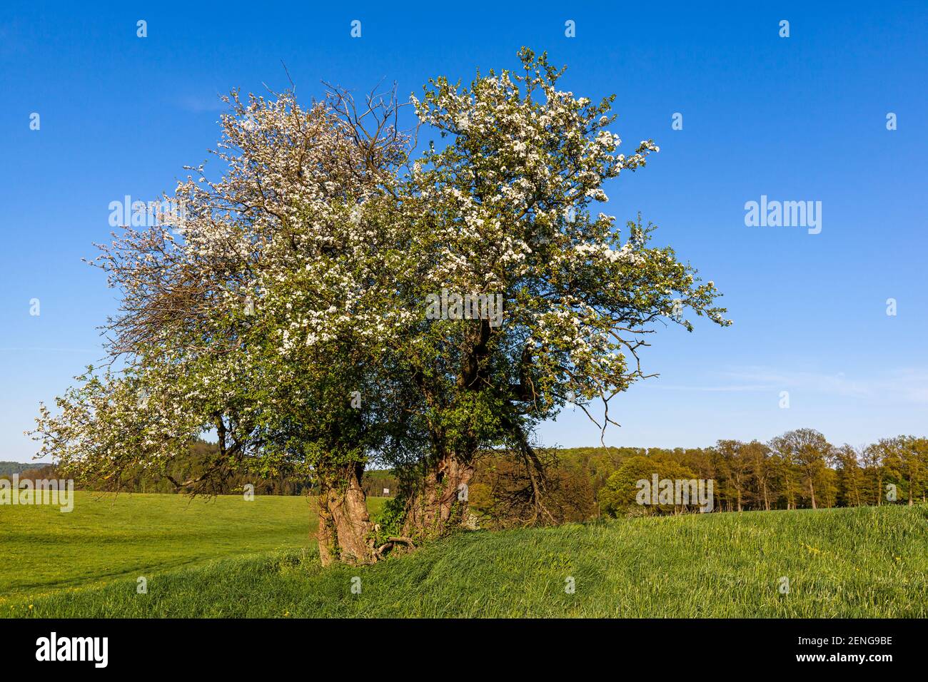 Alter Knorriger Apfelbaum Stockfoto