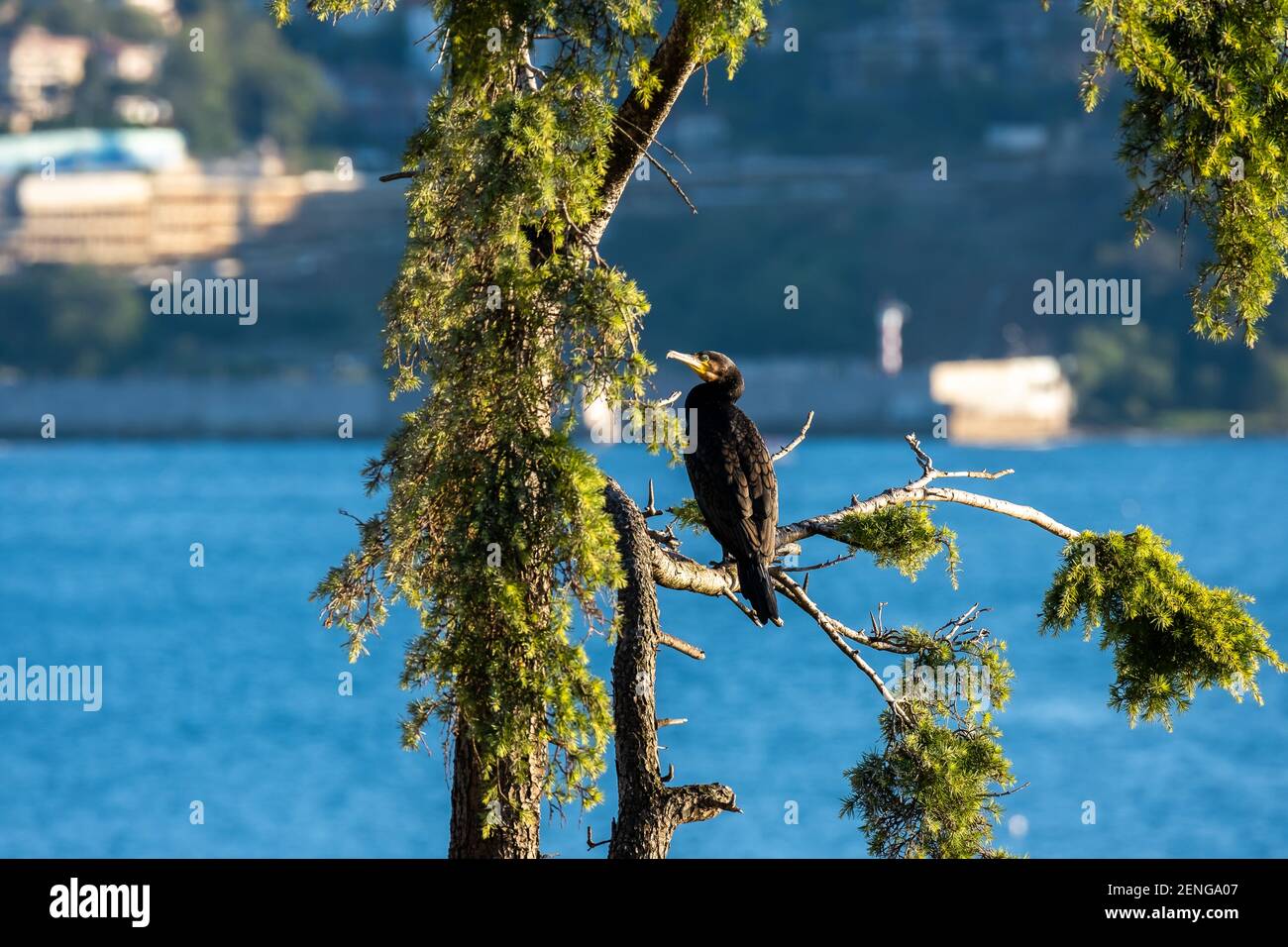 Großer Kormoran-Vogel (lateinischer Name: Phalacrocorax Carbo), der auf einem Ast sitzt Stockfoto