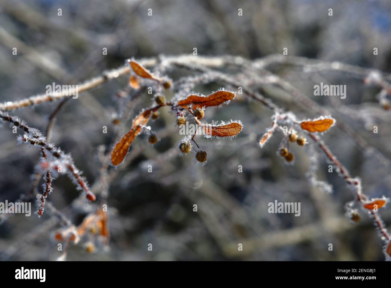 Icy Basswood Seeds Stockfoto