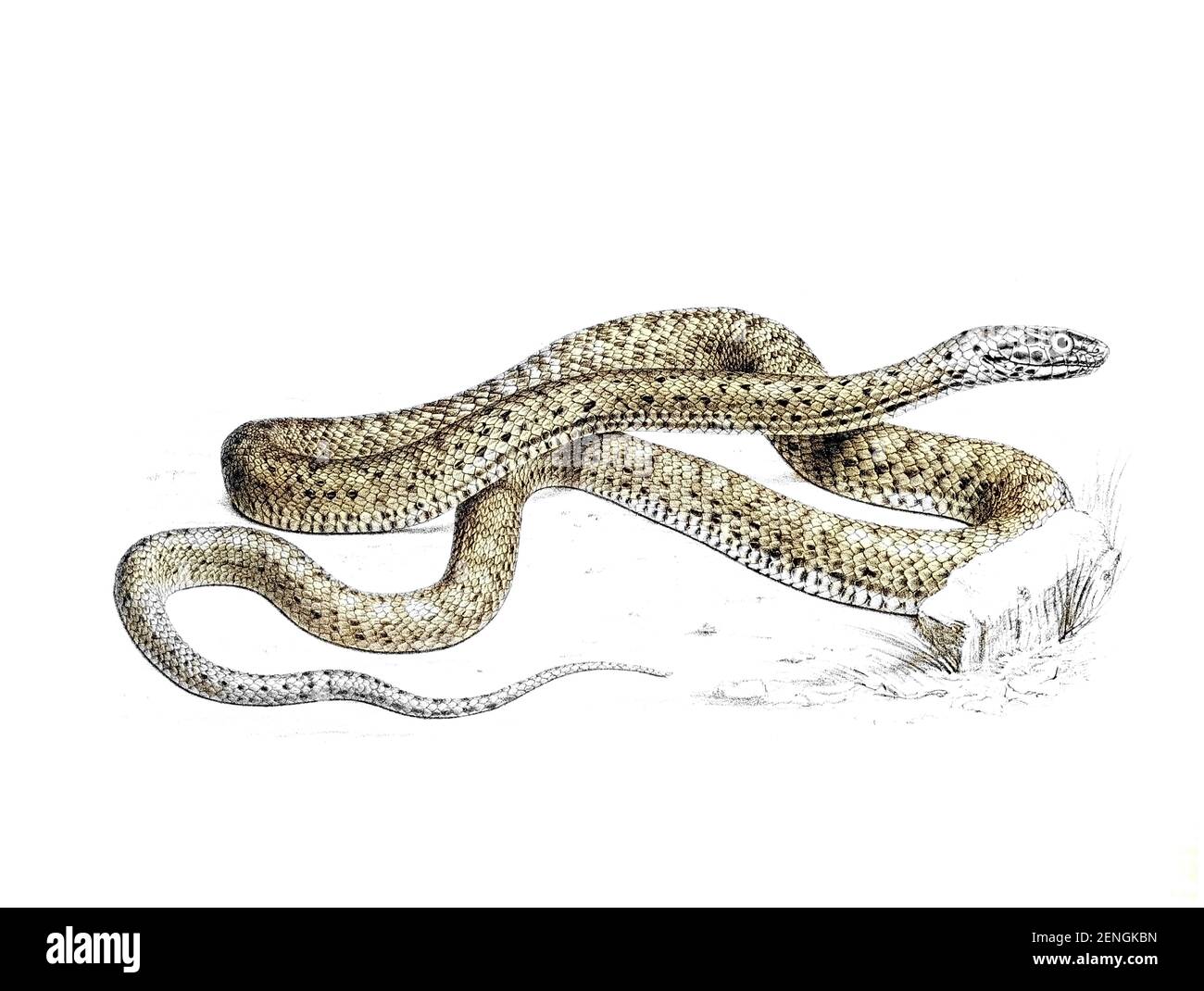 Studium Der Schlangen Stockfotos Und Bilder Kaufen Alamy
