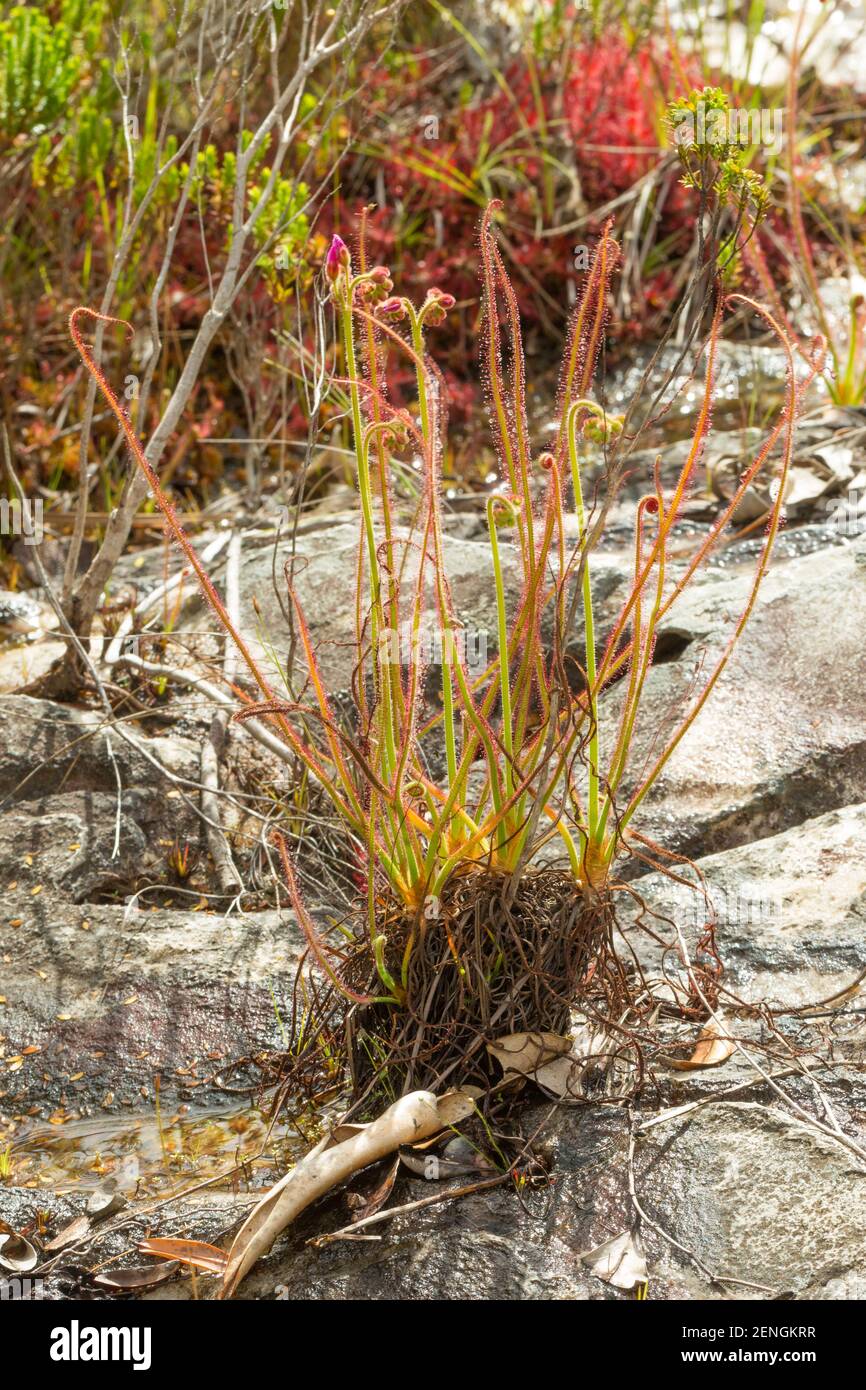 Nahaufnahme von Drosera spiralis (eine fleischfressende Pflanze aus der  Familie der Sonnentauer), die in der Nähe von Botumirim in Minas Gerais,  Brasilien, zu sehen ist Stockfotografie - Alamy