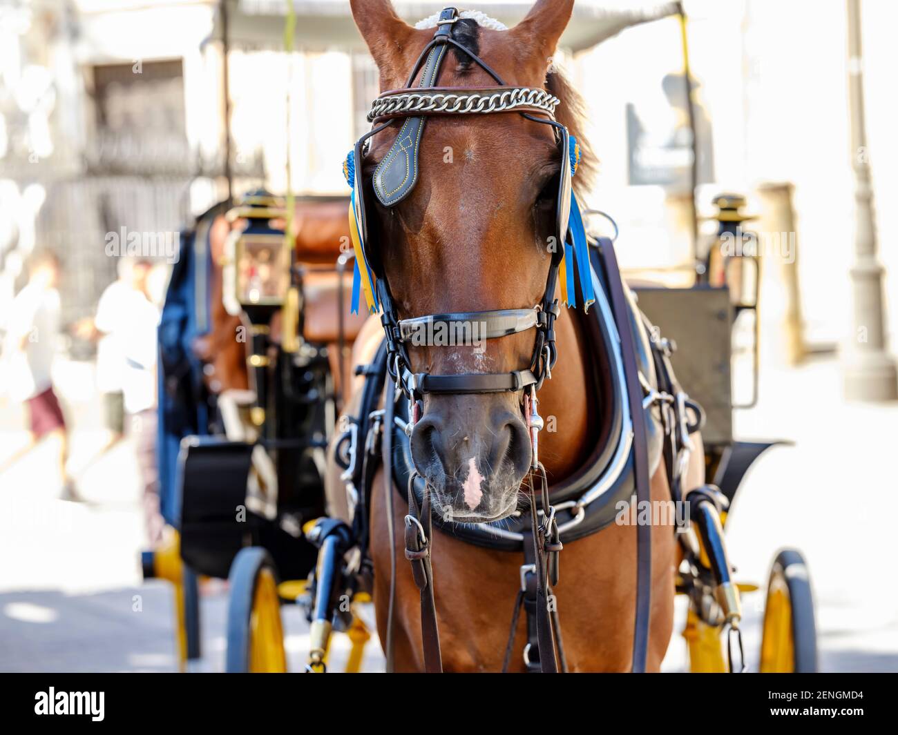 Pferd mit Scheuklappen ziehen eine touristische Kutsche in einer  historischen Stadt Stockfotografie - Alamy