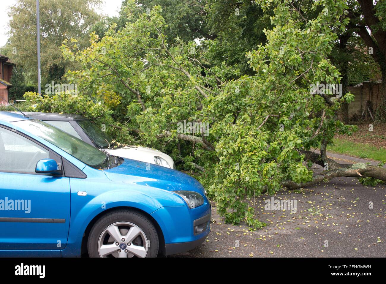 Nahaufnahme eines großen gefallenen Baumes, der fast zerquetscht wurde Ein Auto Stockfoto