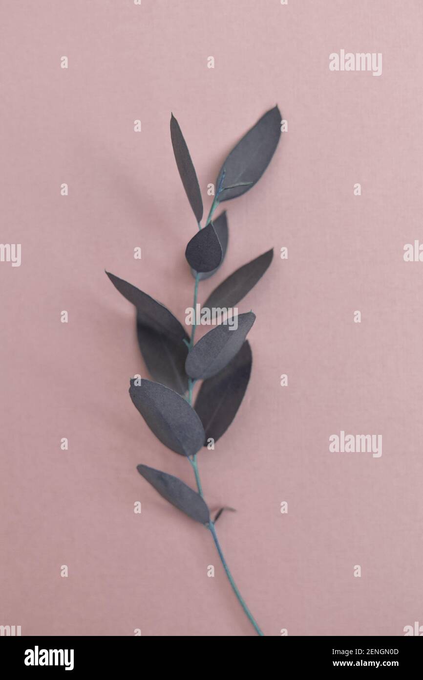 Ein Zweig Eukalyptus auf einem rosa pulvrigen Hintergrund. Flach liegend; Blick von oben. Stockfoto