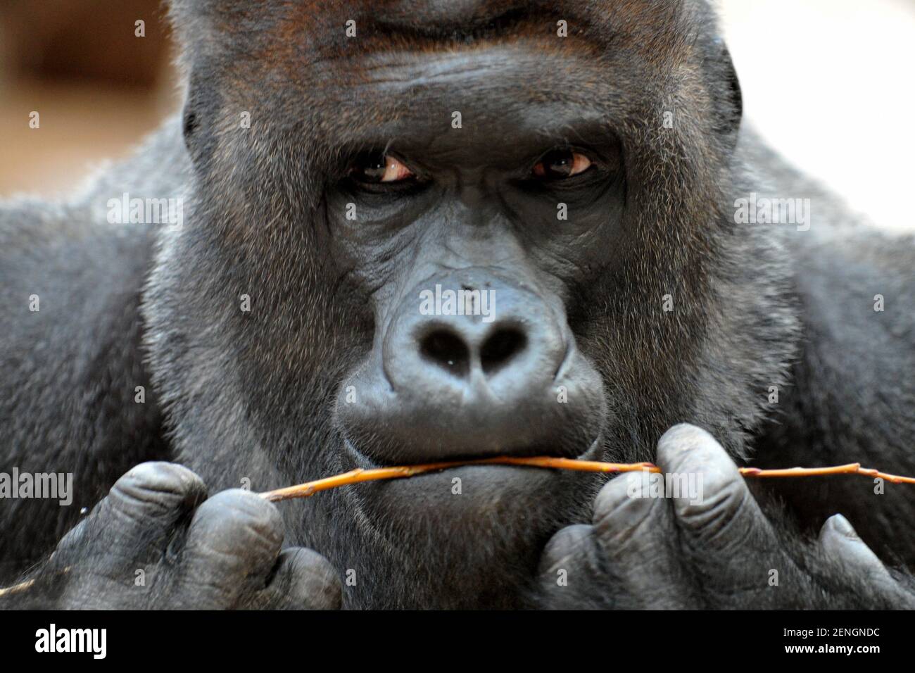 Prag, Tschechische Republik. 8th Dez 2018. Im Prager Zoo zeigten Tierversuche mit Stuhlproben, dass die asiatischen Löwen und der männliche Gorilla Richard (auf Archivfoto), positiv Covid-19 sind. Bisher sind ihre Symptome sehr mild, die Löwen scheinen ein wenig Husten und Erkältung zu haben, während Richard seinen Appetit verloren hat und müde ist. Covid-19 positive Personen werden von den Tierpflegern und Tierärzten genau beobachtet und, falls nötig, unterstützend behandelt, sagte Miroslav Bobek, Direktor des Prager Zoos. Quelle: Slavek Ruta/ZUMA Wire/Alamy Live News Stockfoto