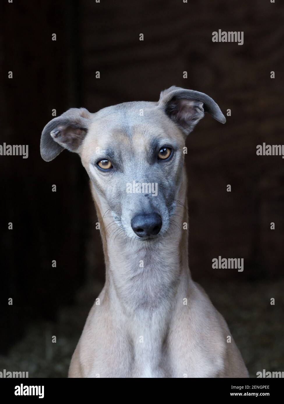 Eine Kopfaufnahme eines hübschen Whippets vor schwarzem Hintergrund. Stockfoto