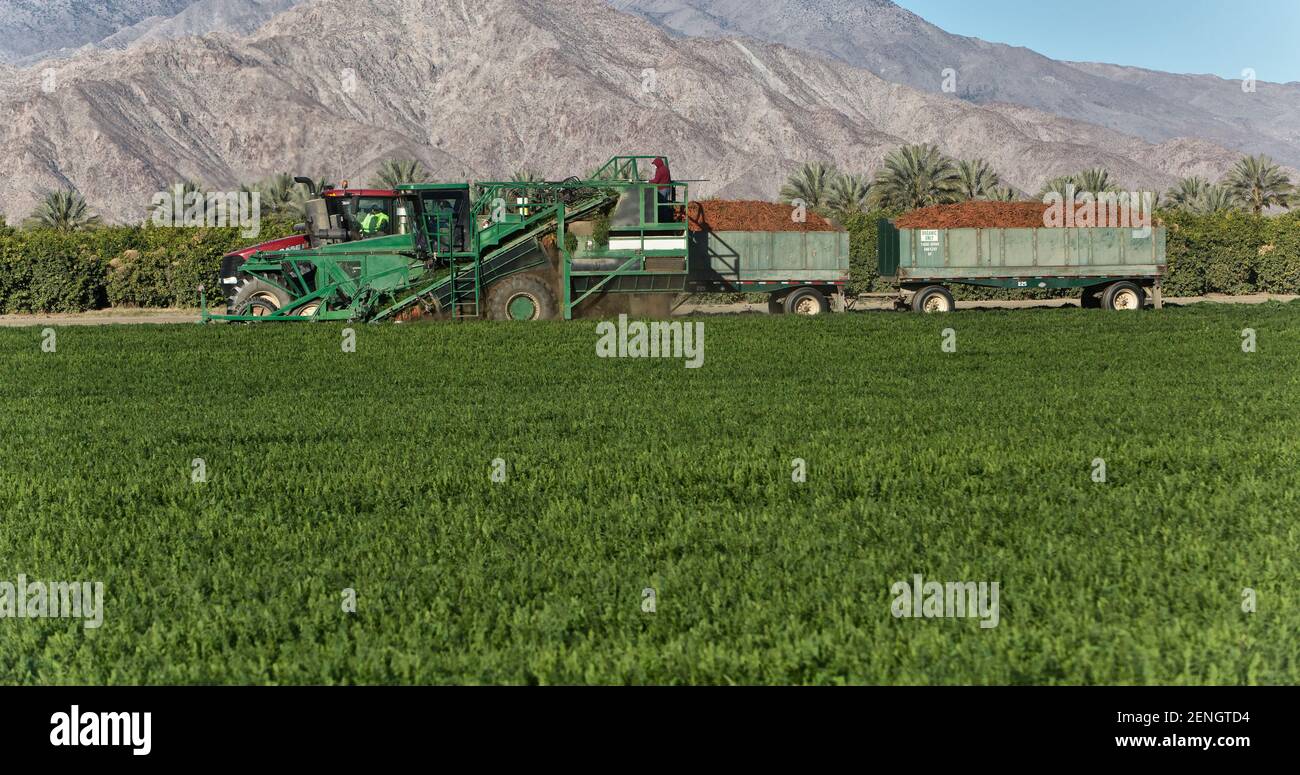 Selbstfahrender Harvester, hispanischer Feldarbeiter bei der Ernte von Bio-Karotten-Feldfrucht „Daucus carota“, Kalifornien. Stockfoto