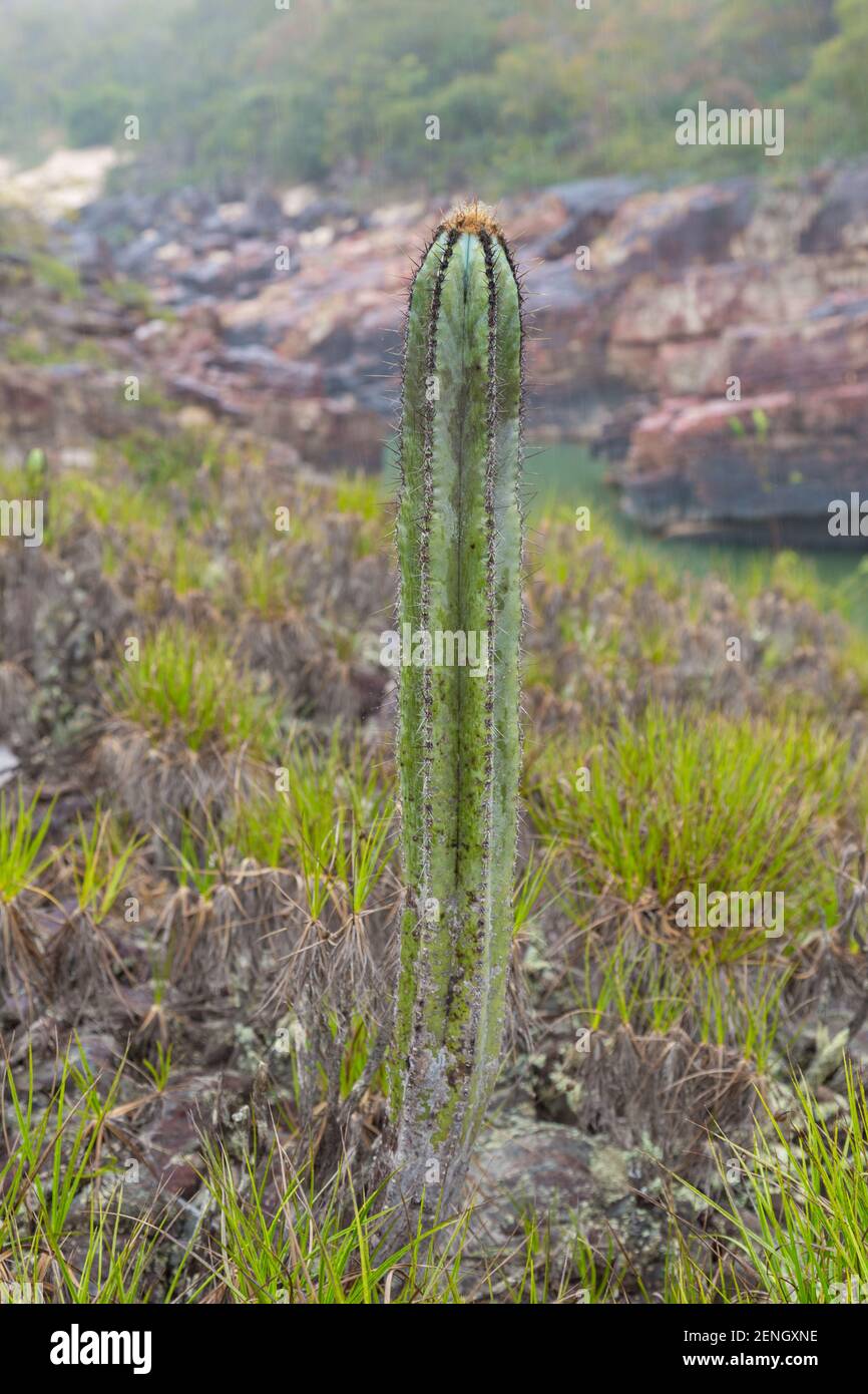 Eine Säule von Pilosocereus fulvilanatus, einer bedrohten Pflanzenart, die in einem natürlichen Lebensraum in der Nähe von Cristalia in Minas Gerais, Brasilien, zu sehen ist Stockfoto