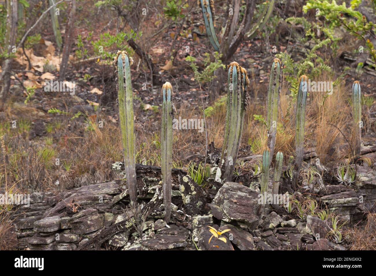 Brasilianische endemische Wildblume: Der Säulenkaktus Pilosocereus fulvilanatus in der Nähe der Stadt Cristalia in Minas Gerais, Brasilien gesehen Stockfoto