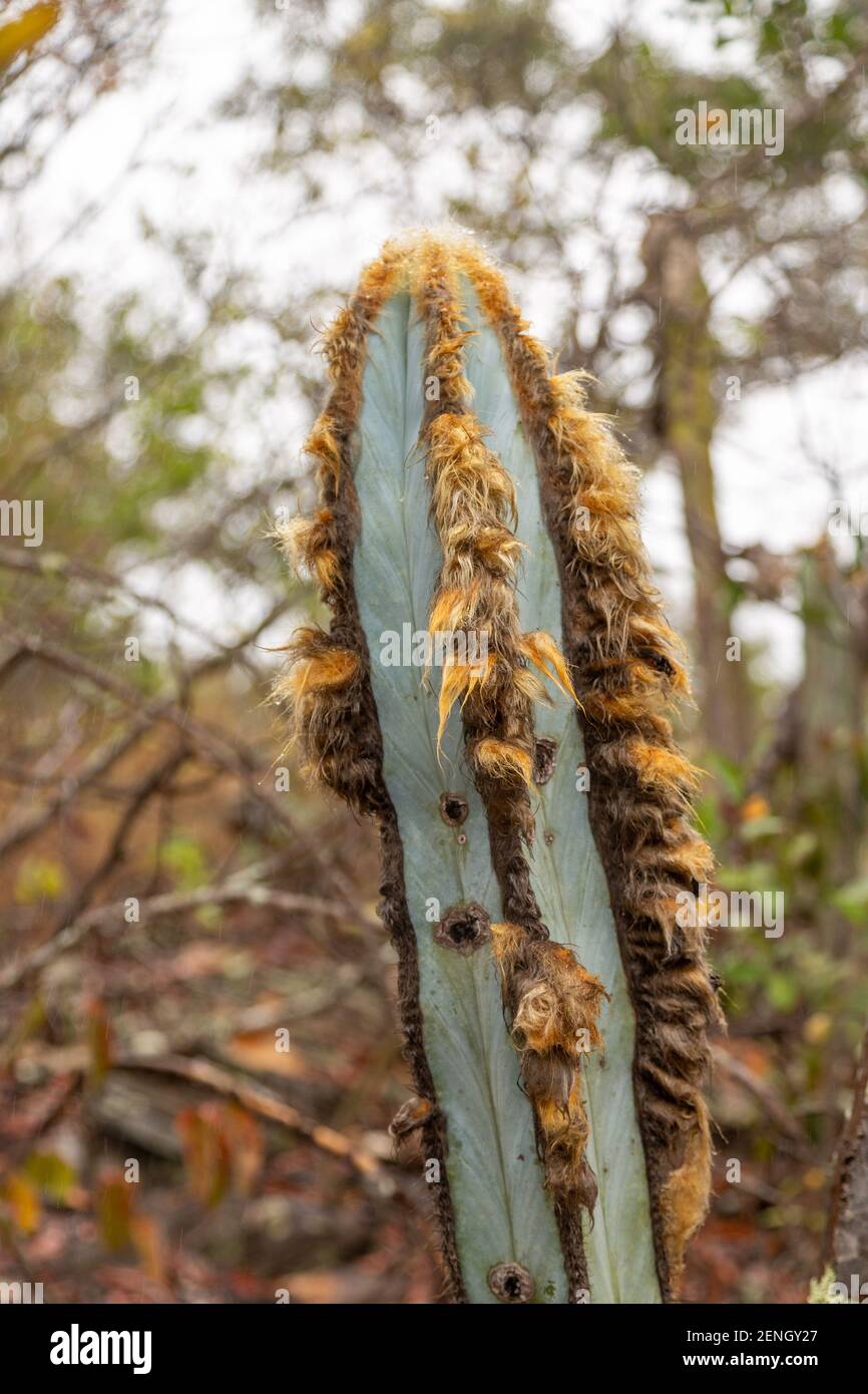 Nahaufnahme einer Säule des Kaktus Pilosocereus fulvilanatus in der Nähe von Cristalia in Minas Gerais, Brasilien Stockfoto