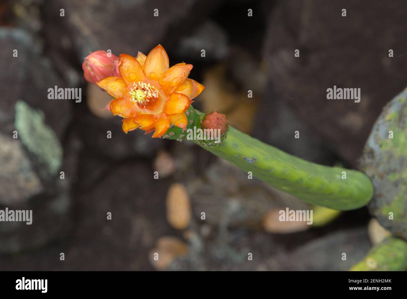 Blume von Tacinga inamoena, einem Kaktus aus der Familie Opuntia, in natürlichem Lebensraum in der Nähe von Cristalia in Minas Gerais, Brasilien Stockfoto