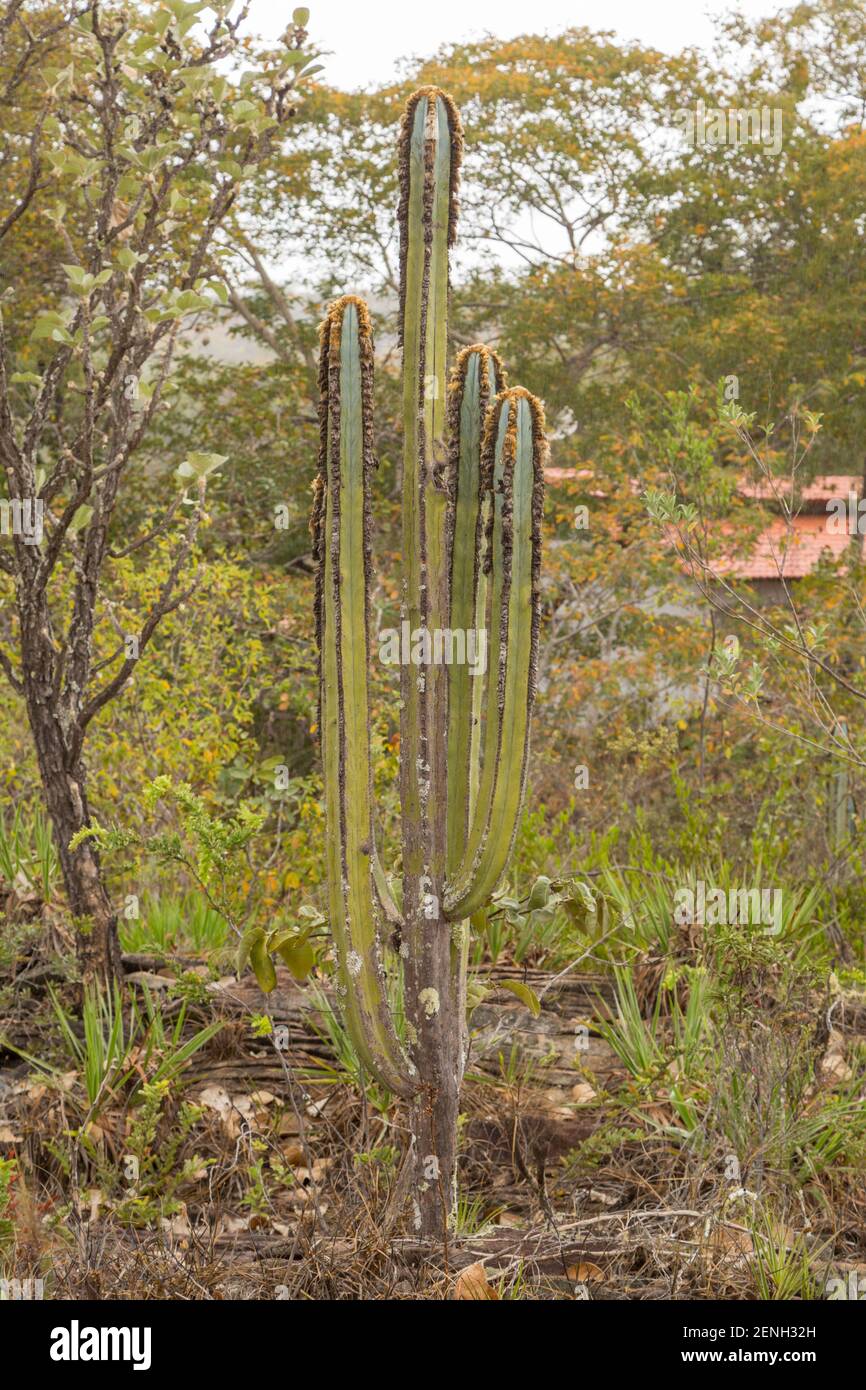 Der Kaktus Pilosocereus fulvilanatus mit drei Säulen in natürlichem Lebensraum In der Nähe von Cristalia in Minas Gerais Stockfoto