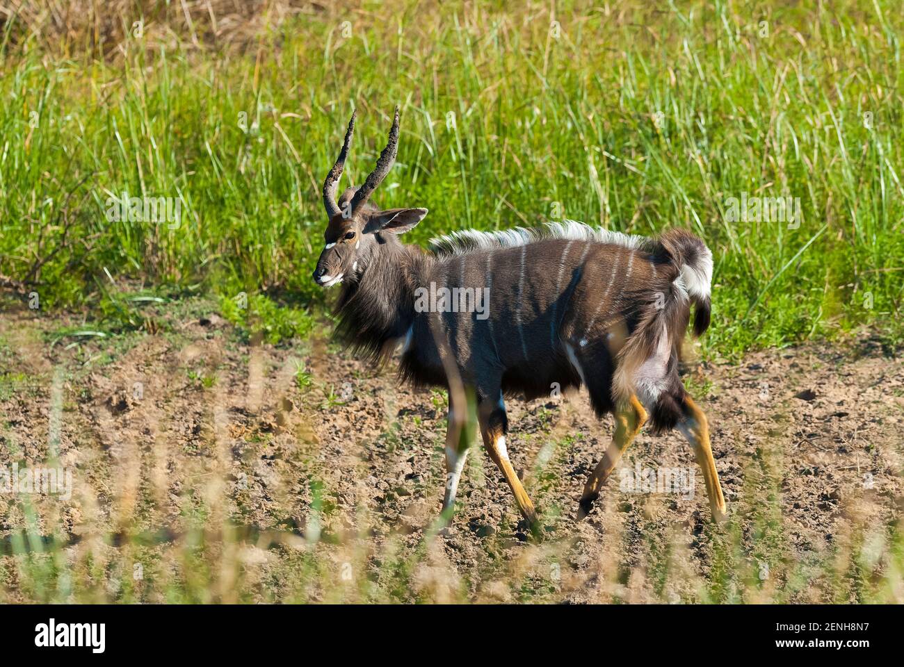 Nyala in afrikanischer Savannenumgebung, Kruger National Park, Südafrika. Stockfoto