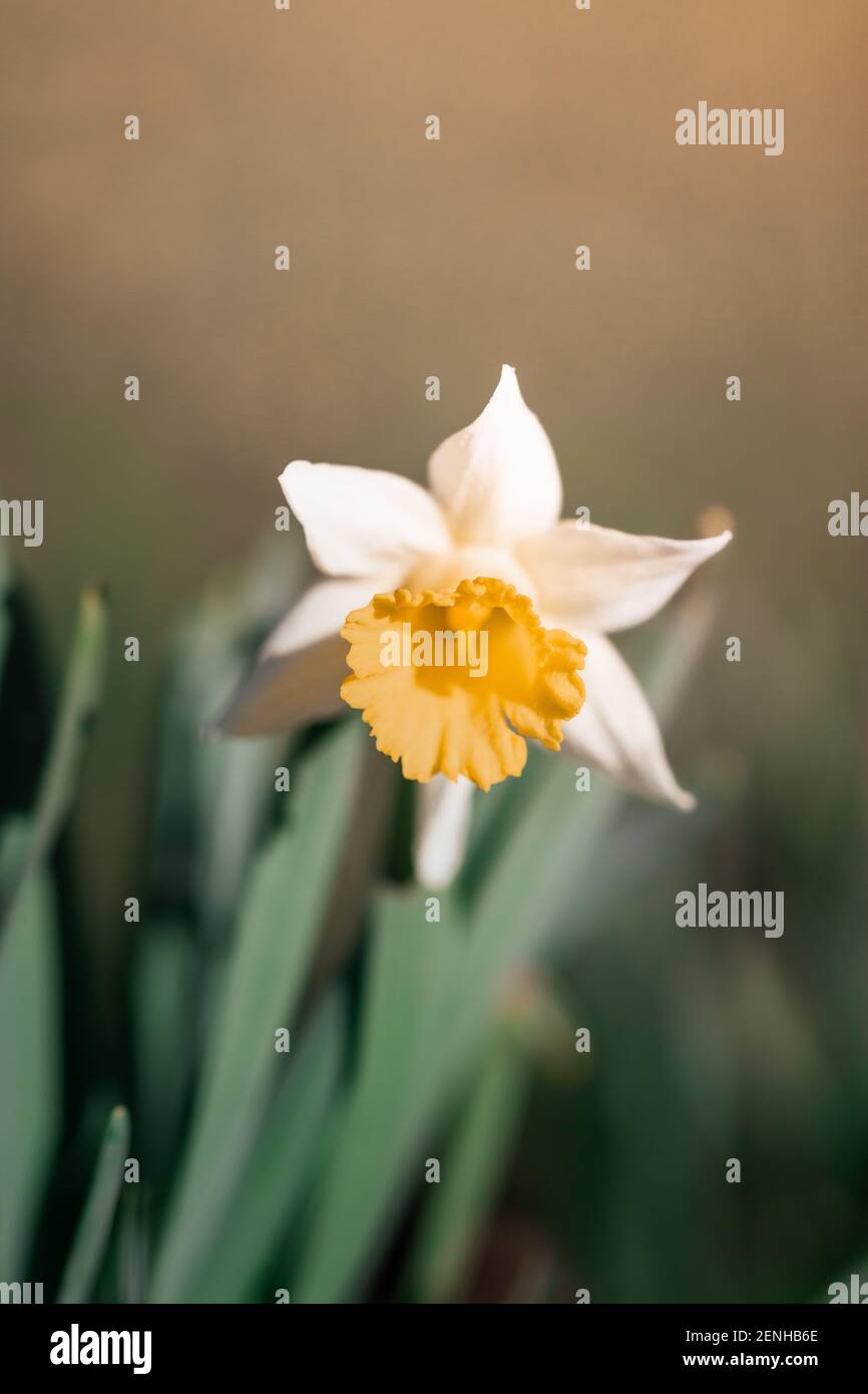 Eine Nahaufnahme einer Narzissenblüte im Frühjahr Stockfoto