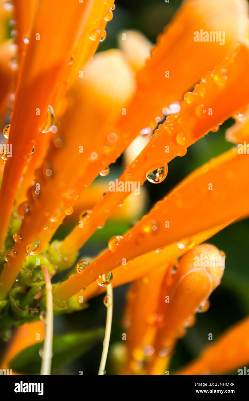 Blütenknospen der Flammenrebe, Pyrostegia venusta, bedeckt mit Wassertröpfchen nach einem Regenschauer. Stockfoto