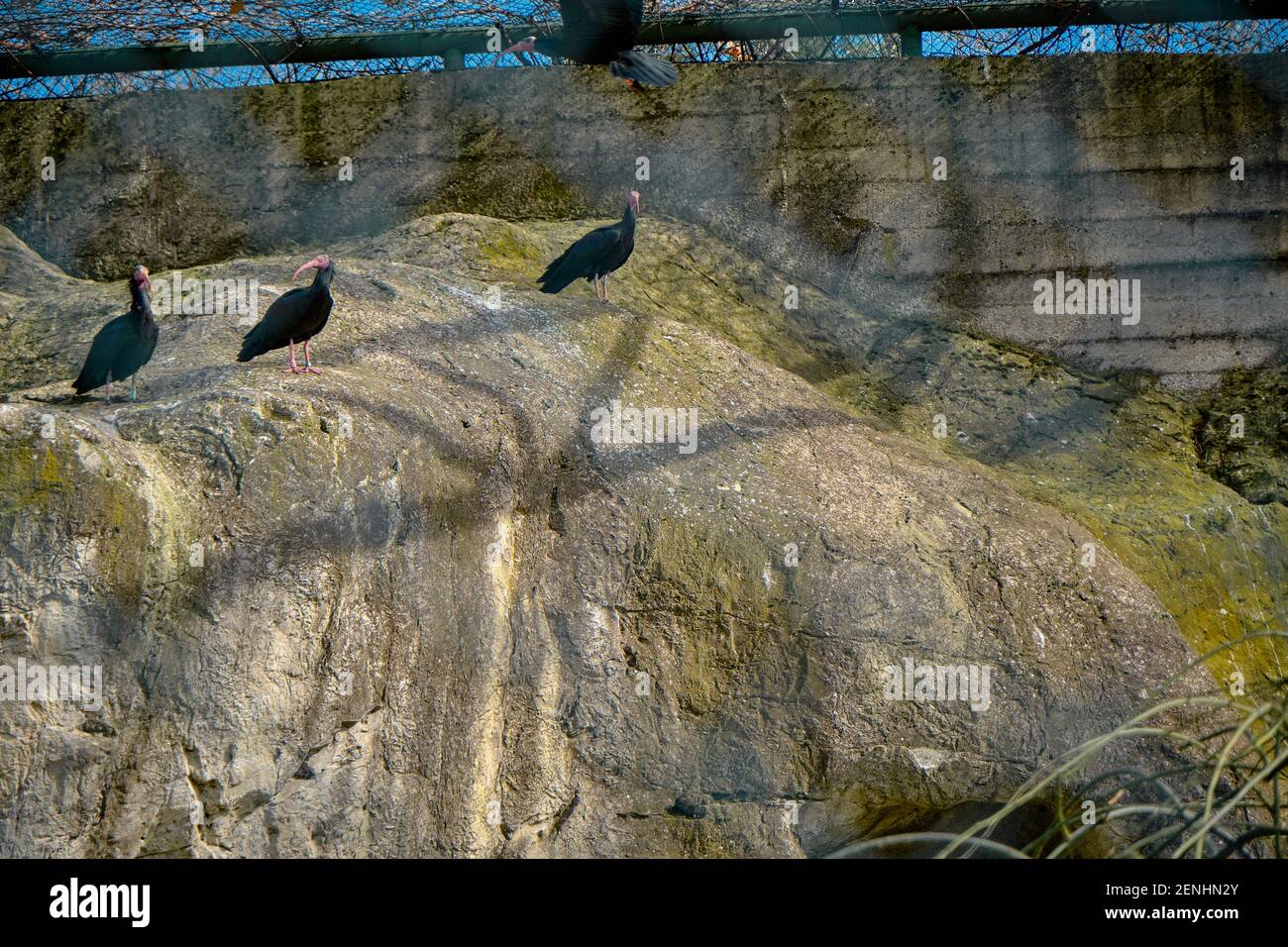Big Bird steht im kahlen Ibis Nest Zoo Park. Stockfoto