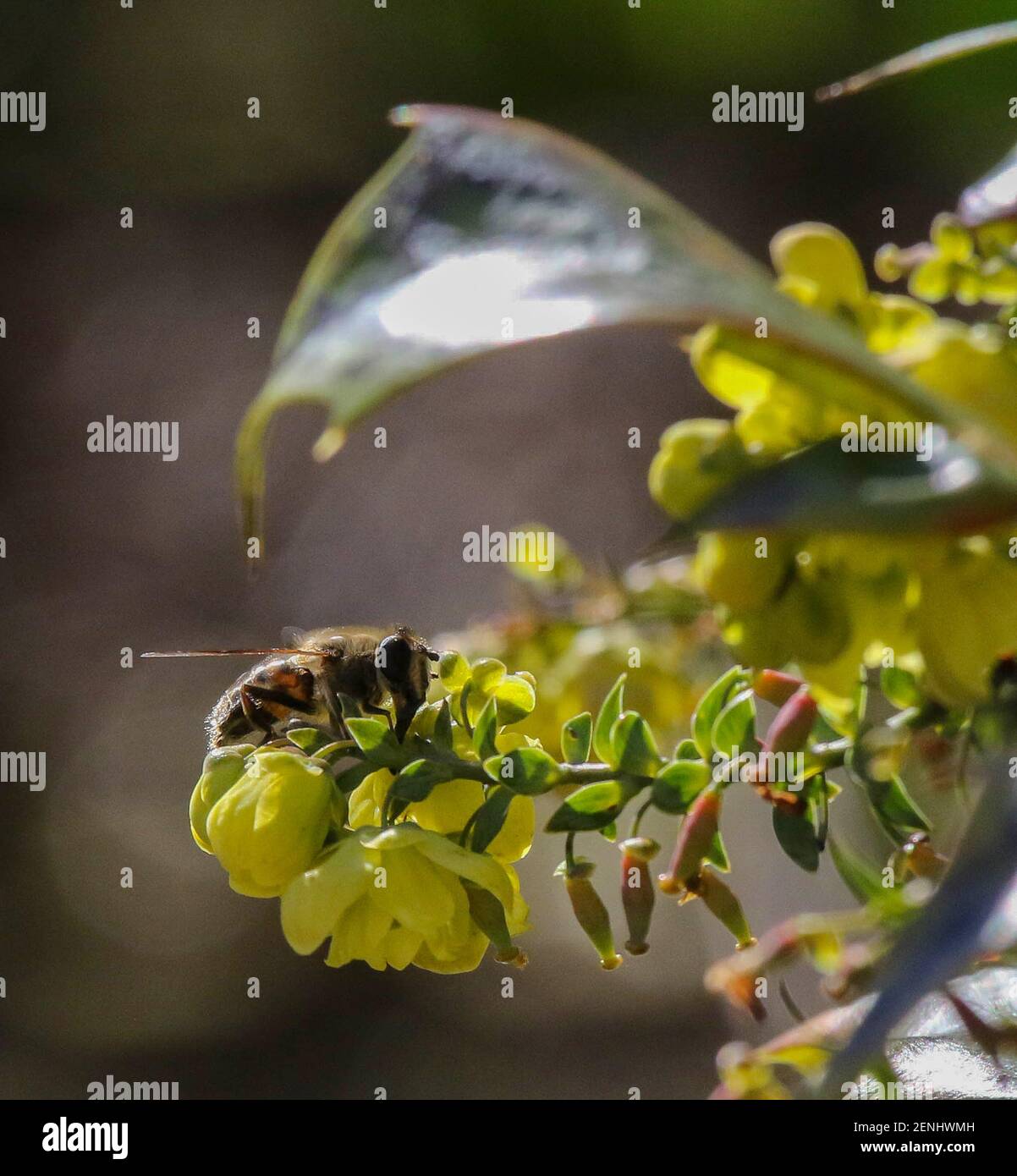 Magheralin, County Armagh, Nordirland. 26. Februar 2021. UK Wetter - ein langer heller sonniger Tag, aber kalt aus der Sonne. Eine einsame Biene auf einem winterblühenden gelben Strauch, Mahonia. Kredit: CAZIMB/Alamy Live Nachrichten. Stockfoto