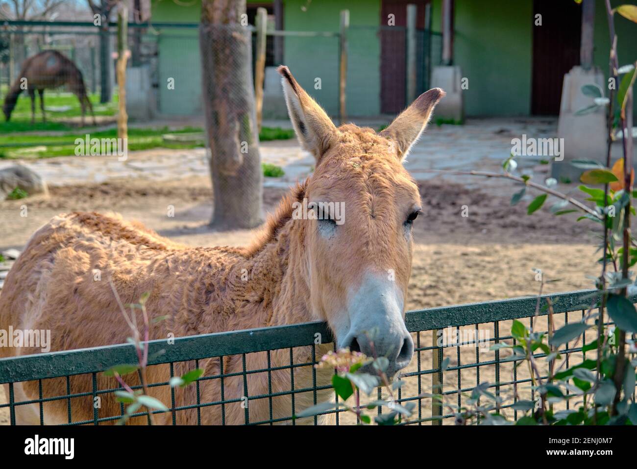 Bunte weiße und braune Decke hinter den Zäunen. Blick auf Foto