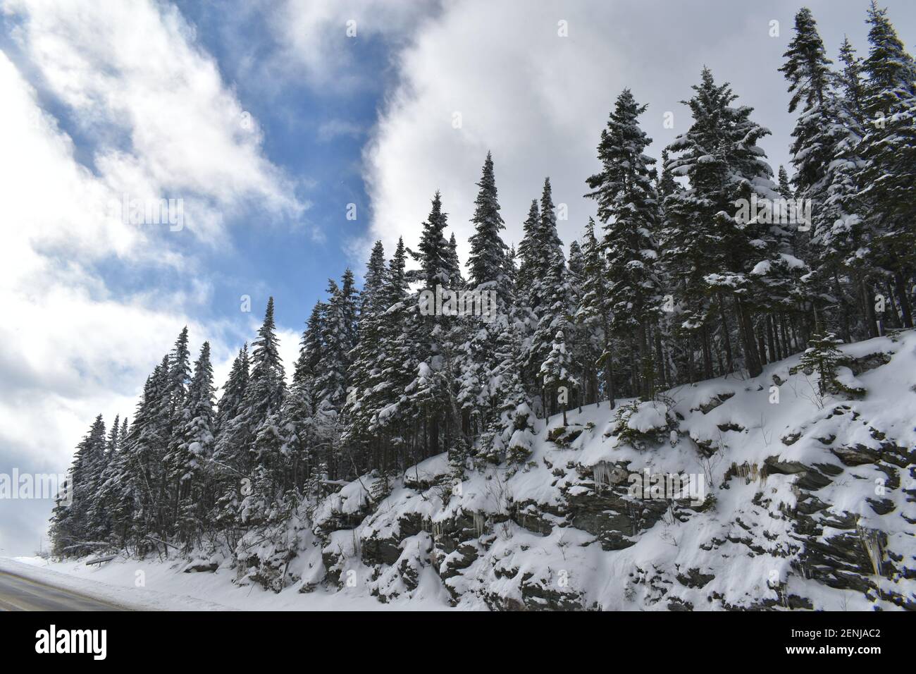 Des épinettes enneigées sous un ciel bleu, Québec Stockfoto