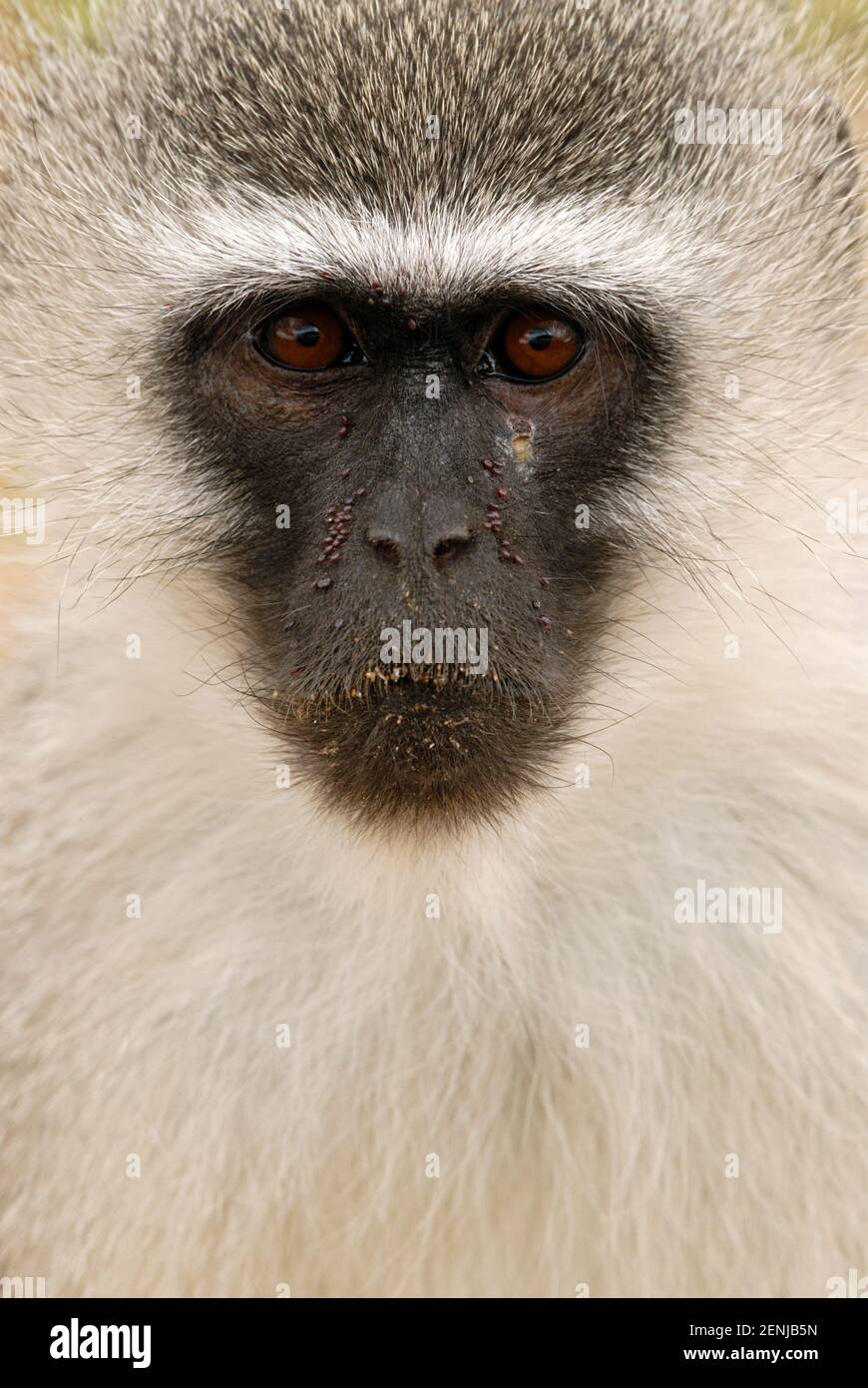 Gruene Meerkatze, Portraet, (Cercopithecus aethiops, Stockfoto