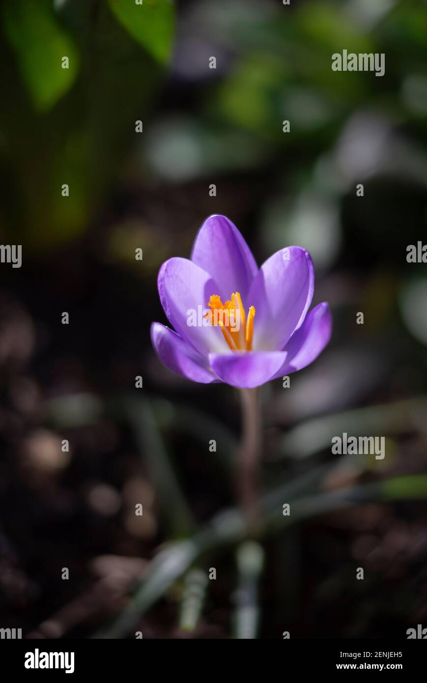 Krokus Blume Stockfoto