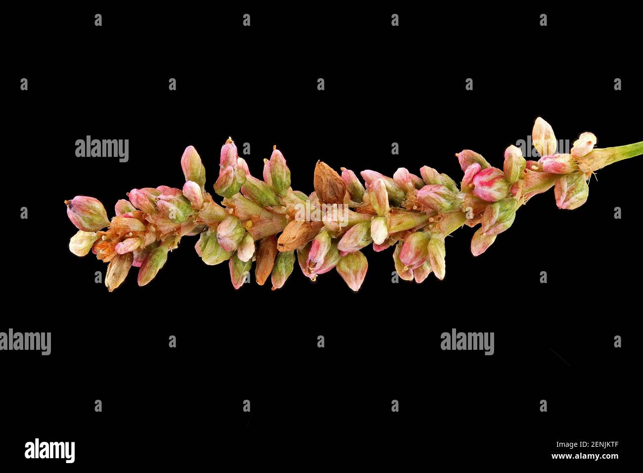 Polygonum persicaria, Mariendaumen, Pfirsichblätter Knöterich, close up, Blumen und Früchte (Samen) umgeben von persistierendem Perianth Stockfoto