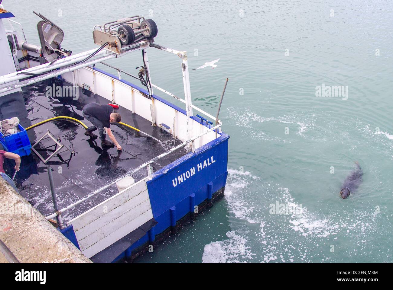 Deck Hand wäscht Trawler Deck während Gray Seal Halichoerus grypus schwimmt in der Nähe des Bootes. Stockfoto