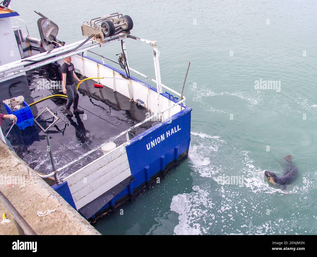 Deck Hand wäscht Trawler Deck während Gray Seal Halichoerus grypus schwimmt in der Nähe des Bootes. Stockfoto