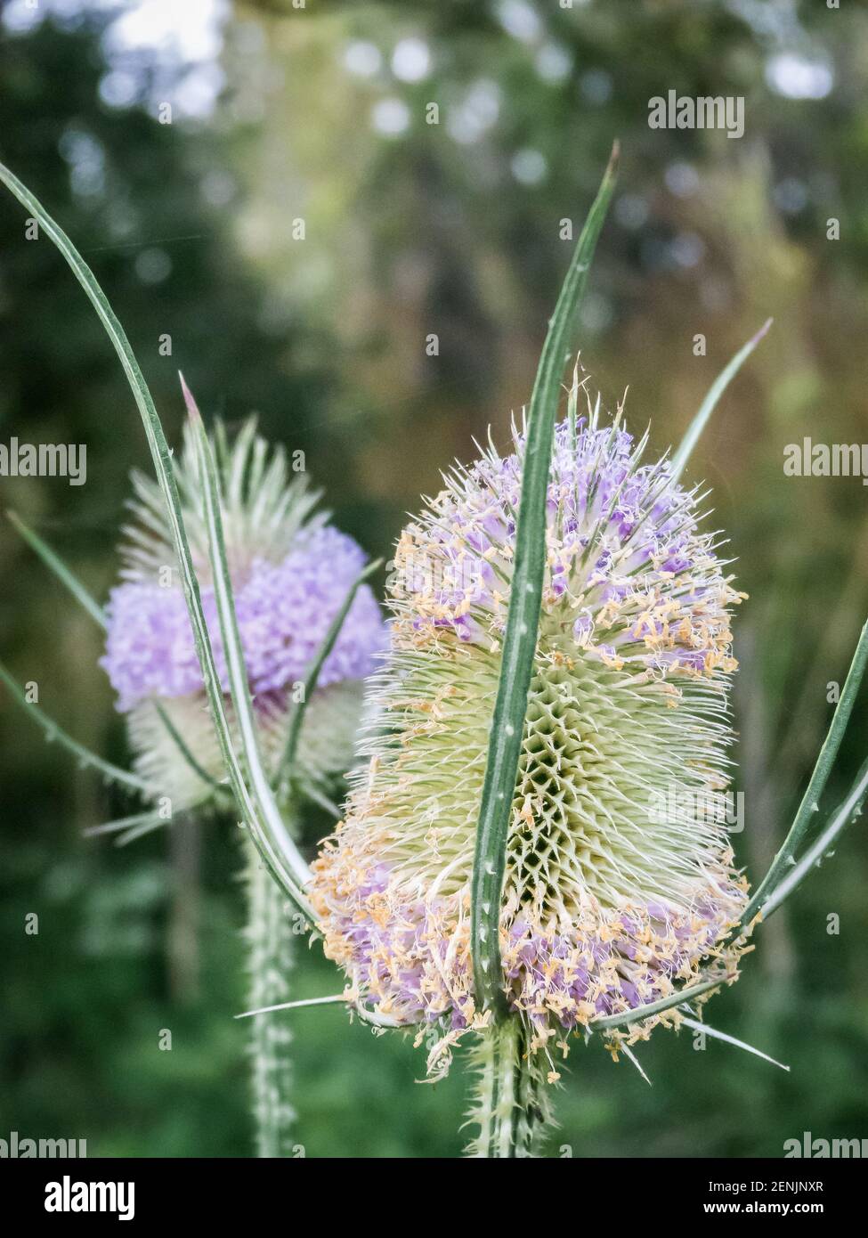 Blumen von Buenos Aires, natürlich beleuchtet Stockfoto