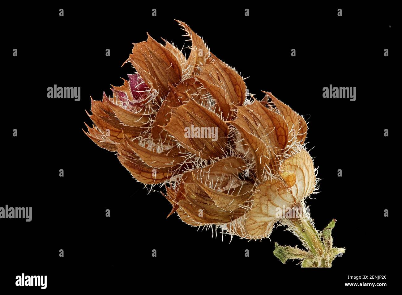 Prunella vulgaris, Gemeine Selbstheilung, kleine Braunelle, close up, Calyces mit Samen (Nutten) innen Stockfoto