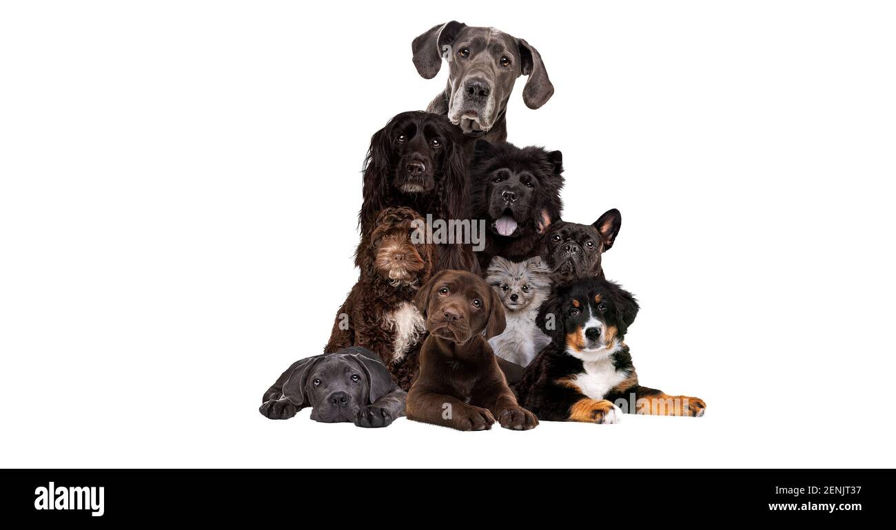 Bündel von verschiedenen Hunderassen isoliert auf einem weißen Hintergrund Stockfoto