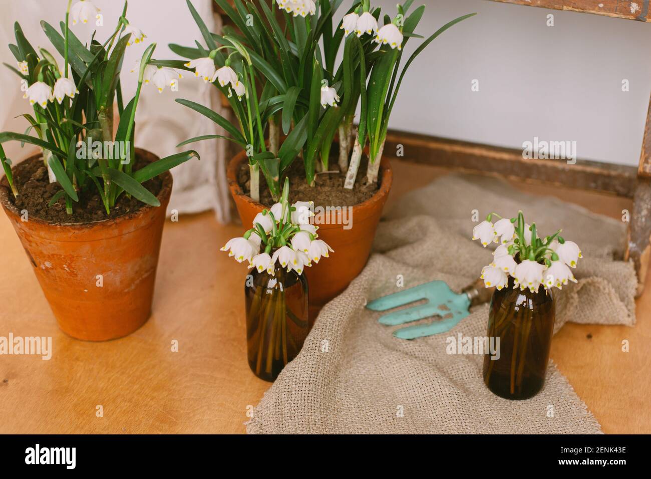 Frühlingspflanzen in Tontöpfen und weiße Blumen in Glasflaschen auf rustikalem Holz mit Textil im Zimmer. Ländliches Stillleben. Hallo Frühling. Gartenarbeit und botanik Stockfoto