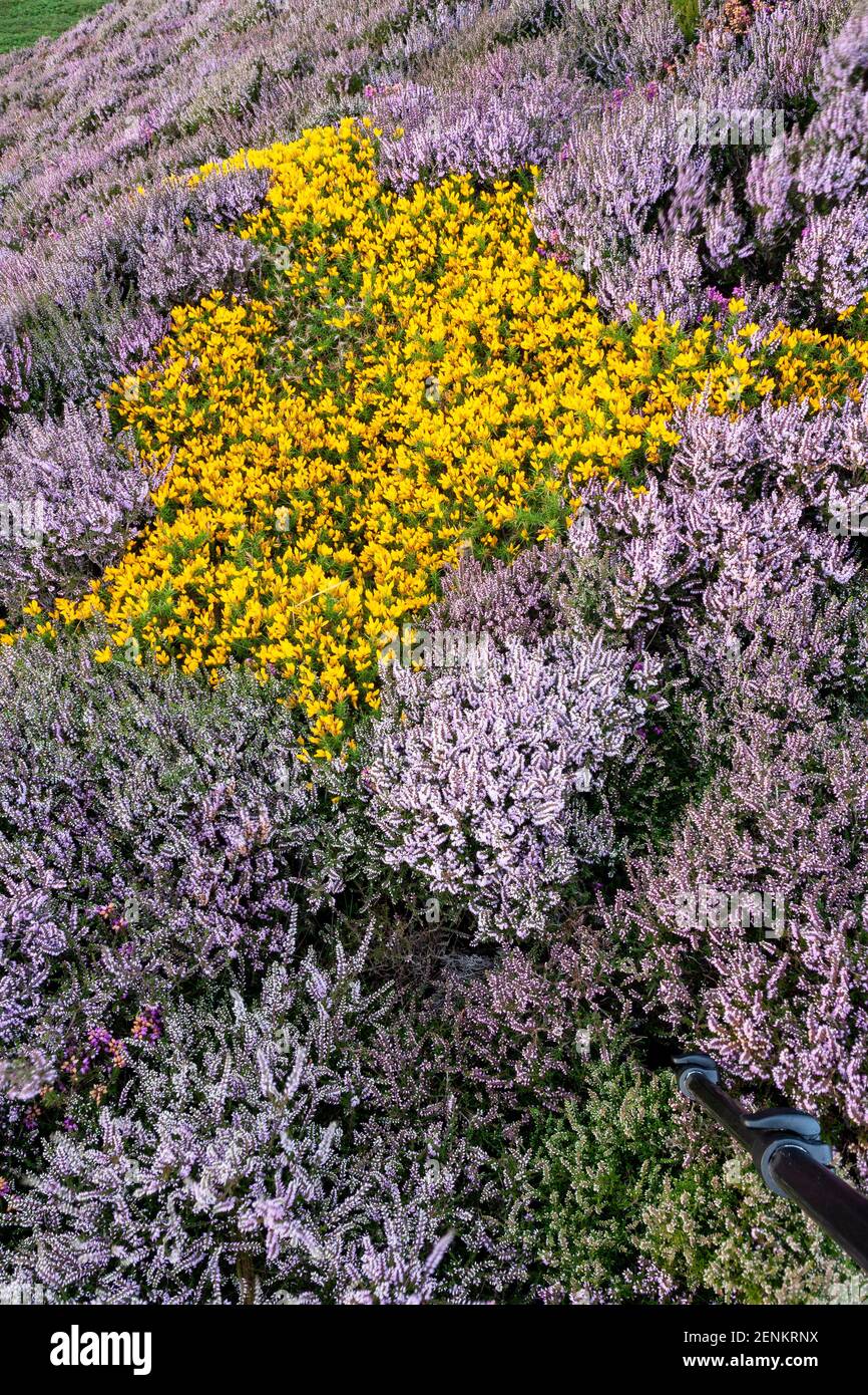 Heather und Gorse am Sychnant Pass, Nordwales Stockfoto