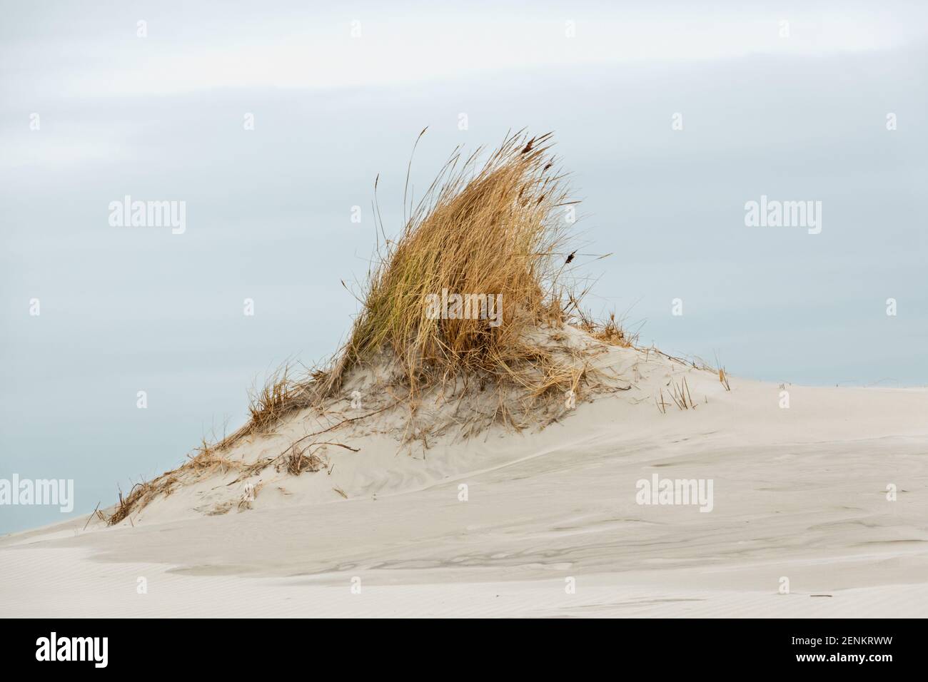 Dünenbildung: Kleine Düne mit Marram Gras an einem windigen Strand unter einem grau-blauen und bewölkten Himmel gewachsen Stockfoto