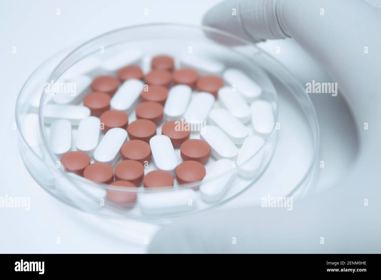 Hand hält eine Abdeckung über einer Petrischale mit Stockfoto